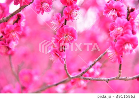 梅の花 梅の花 39115962
