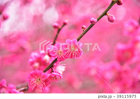 梅の花　 39115975