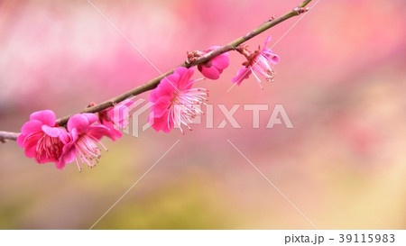 梅の花　 39115983