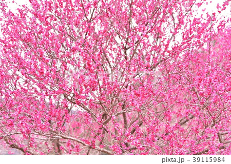梅の花 梅の花 39115984
