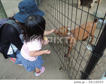 やぎさんにえさやり やぎさんにえさやり 39116050