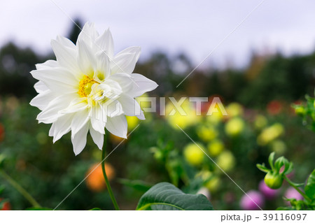ダリアの花 39116097