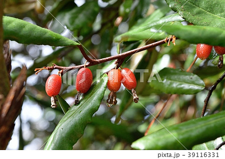 グミ(ナワシログミ) 39116331