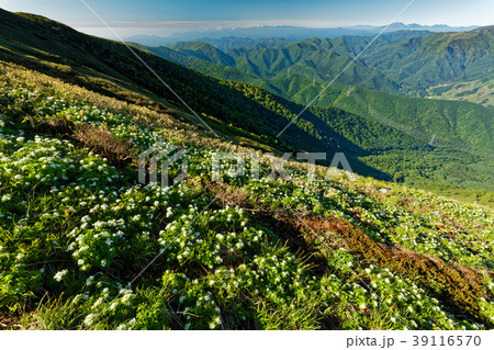 上越国境・平票山のハクサンイチゲ群落 39116570