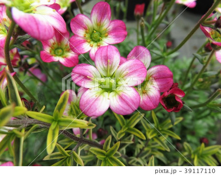 クモマグサ クモマグサ 39117110