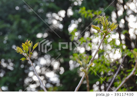 タラの芽（5月） 39117430