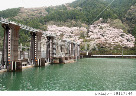 川口ダムの桜 39117544