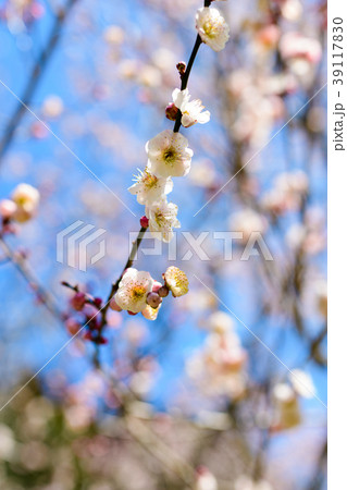 早春の三岳梅林 39117830
