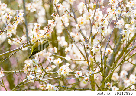 早春の三岳梅林 早春の三岳梅林 39117880