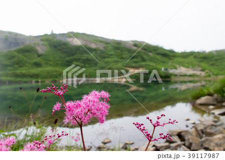 白馬八方尾根のシモツケソウと八方池/長野県白馬村 白馬八方尾根のシモツケソウと八方池/長野県白馬村 39117987
