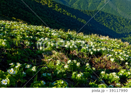 上越国境・平票山のハクサンイチゲ群落 上越国境・平票山のハクサンイチゲ群落 39117990
