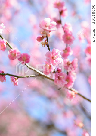 早春の三岳梅林 39118000