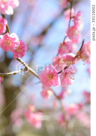 早春の三岳梅林 39118002