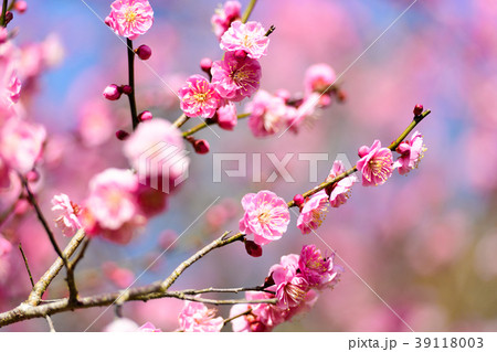 早春の三岳梅林 39118003