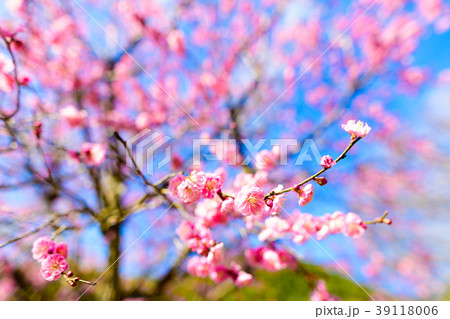 早春の三岳梅林 39118006