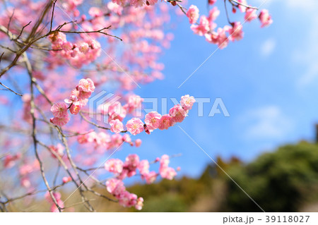 早春の三岳梅林 39118027