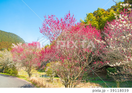 早春の三岳梅林 早春の三岳梅林 39118039