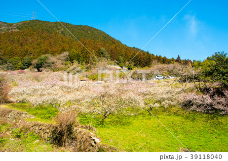 早春の三岳梅林 早春の三岳梅林 39118040