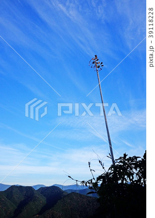 冬空に聳える鯉のぼりの竿の写真素材