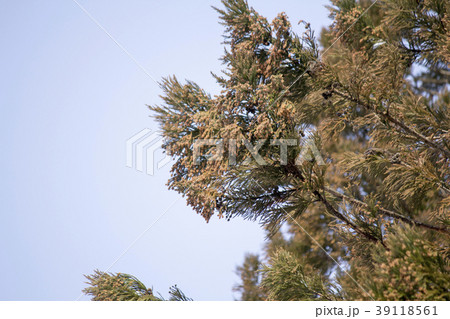 花粉　杉 39118561