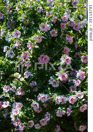 Magenta flowers bush background Magenta flowers bush background 39118785