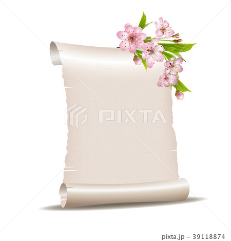 Scroll blank paper with blossoming cherry branch 39118874