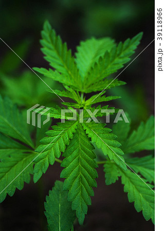hemp leaves in hard shadows on black background hemp leaves in hard shadows on black background 39118966