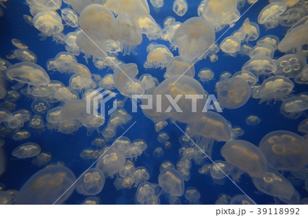 クラゲ　背景素材1 39118992