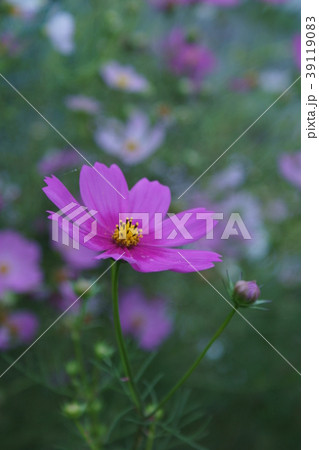 秋桜 花言葉は 移り変わらぬ気持ち の写真素材