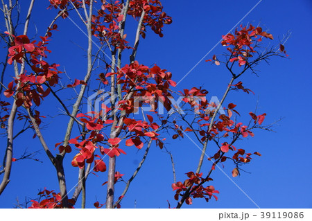 百日紅の紅葉 39119086