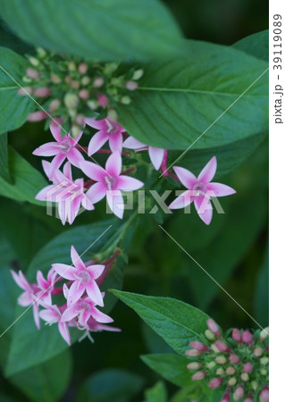 ペンタス　草山丹花　花言葉は「あざやかな行動」 39119089