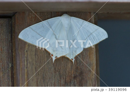 薄黄燕枝尺蛾　ウスキツバメエダシャク 39119096