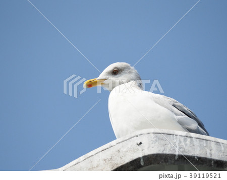 セグロカモメ セグロカモメ 39119521