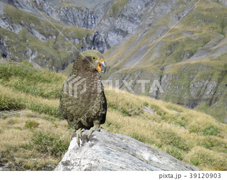 ニュージーランド固有鳥・ケア 39120903