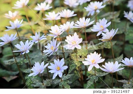 ユキワリイチゲの花 39121497