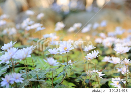 ユキワリイチゲの花 39121498