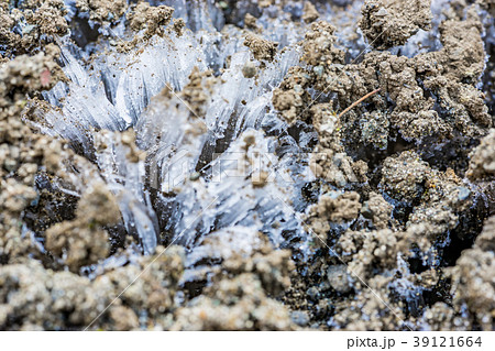 【神奈川県】霜柱 【神奈川県】霜柱 39121664