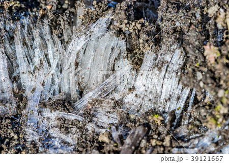 【神奈川県】霜柱 【神奈川県】霜柱 39121667