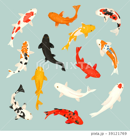 Koi fish vector illustration japanese carp and 39121769