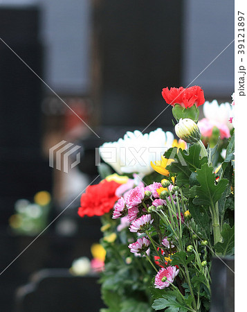 お墓参り お彼岸の供え物の菊の花の写真素材
