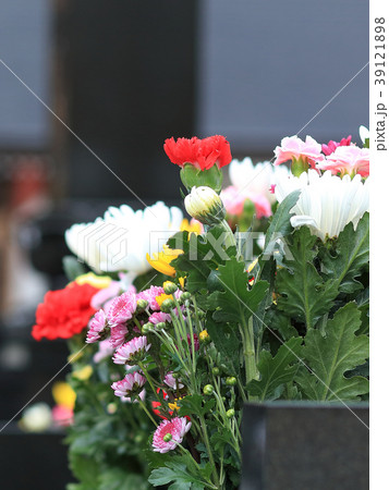 お墓参り お彼岸の供え物の菊の花の写真素材