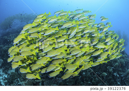 モルジブにて黄色い魚の群れの写真素材
