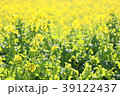 菜の花畑 39122437