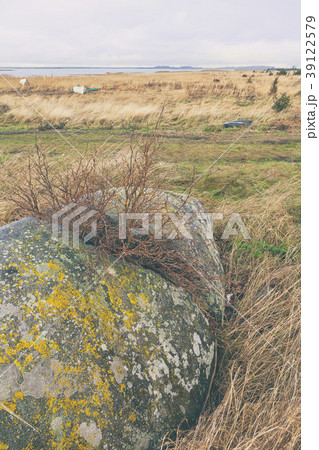 Shrubs split a stone by the sea 39122579