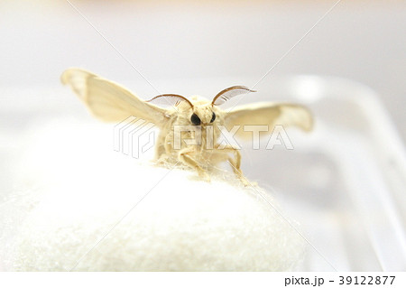 カイコガ 39122877