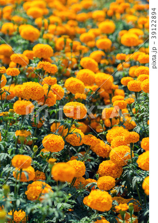 orange marigold flower in garden 39122894