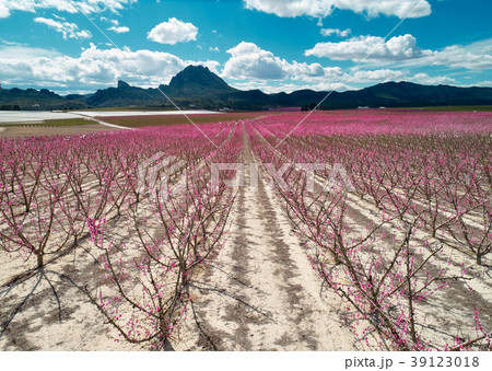 Orchards in bloom Orchards in bloom 39123018