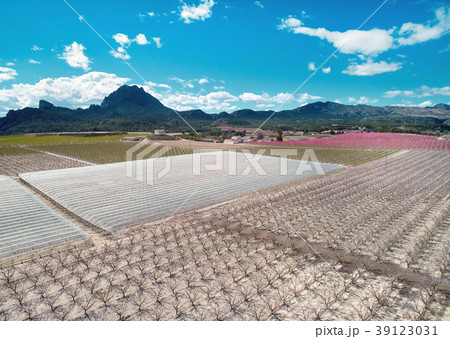 Cieza fields 39123031