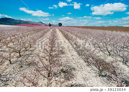 Orchards in bloom 39123034