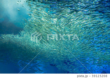 水族館7030 39123208